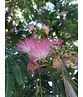 Seidenbaum 'Ombrella' | Albizia julibrissin 'Ombrella'
