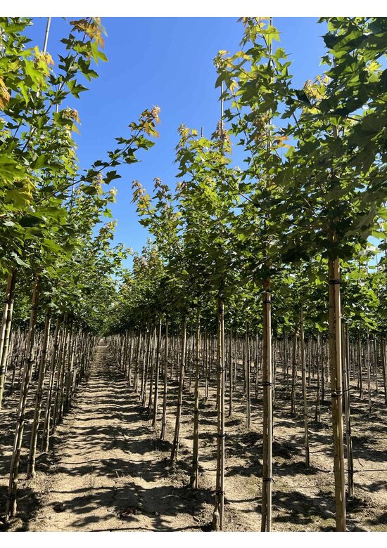 Chinesischer Spitzahorn 'Norwegian Sunset' | Acer truncatum 'Norwegian Sunset'