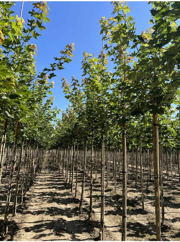 Spitzahorn 'Norwegian Sunset' | Acer platanoides 'Norwegian Sunset' Spitzahorn 'Norwegian Sunset' | Acer platanoides 'Norwegian Sunset'