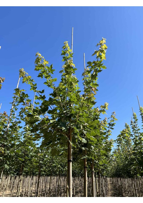 Chinesischer Spitzahorn 'Norwegian Sunset' | Acer truncatum 'Norwegian Sunset'