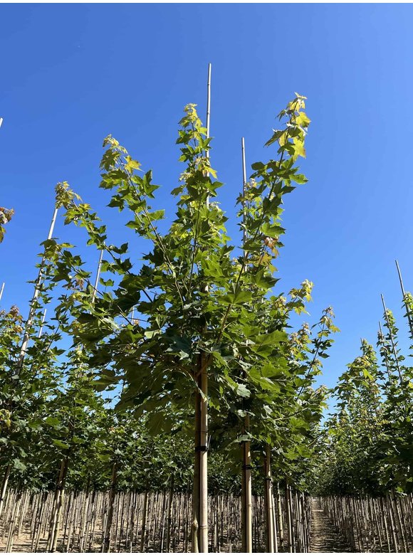 Spitzahorn 'Norwegian Sunset' | Acer platanoides 'Norwegian Sunset' Spitzahorn 'Norwegian Sunset' | Acer platanoides 'Norwegian Sunset'