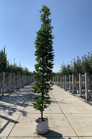 Mauritz-Spitzahorn 'Mauritz Upright'® | Acer platanoides 'Mauritz Upright' ® - Stammbusch