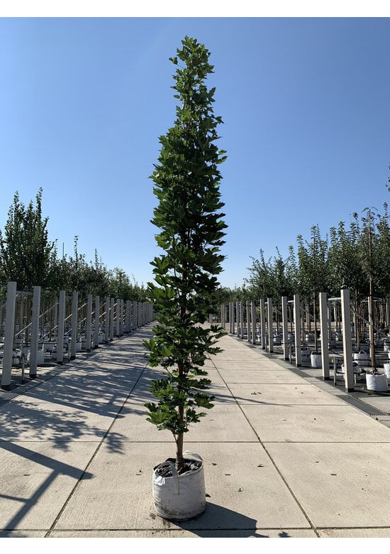 Mauritz-Spitzahorn 'Mauritz Upright'® | Acer platanoides 'Mauritz Upright' ® - Stammbusch