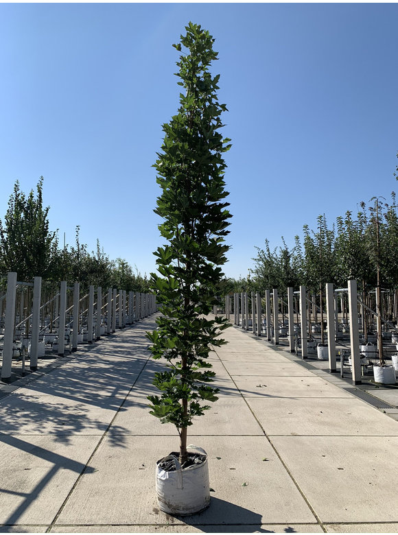 Mauritz-Spitzahorn 'Mauritz Upright'® | Acer platanoides 'Mauritz Upright' ® - Stammbusch Mauritz-Spitzahorn 'Mauritz Upright'® | Acer platanoides 'Mauritz Upright' ® - Stammbusch