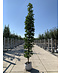 Mauritz-Spitzahorn 'Mauritz Upright'® | Acer platanoides 'Mauritz Upright' ® - Stammbusch