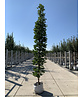 Mauritz-Spitzahorn 'Mauritz Upright'® | Acer platanoides 'Mauritz Upright' ® - Stammbusch