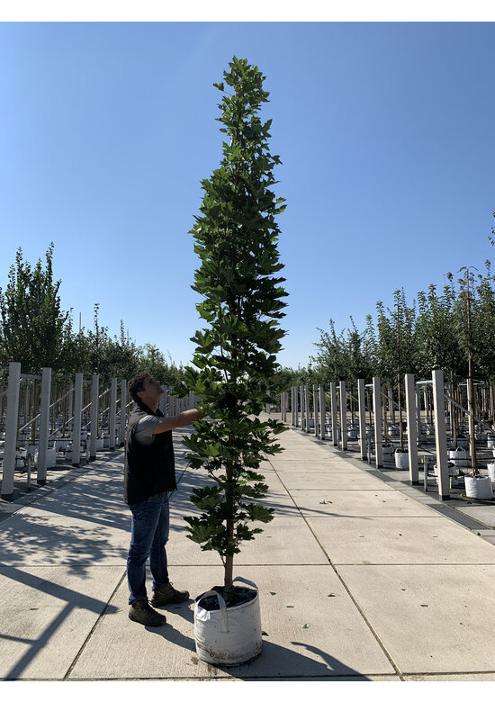 Mauritz-Spitzahorn 'Mauritz Upright'® | Acer platanoides 'Mauritz Upright' ® - Stammbusch