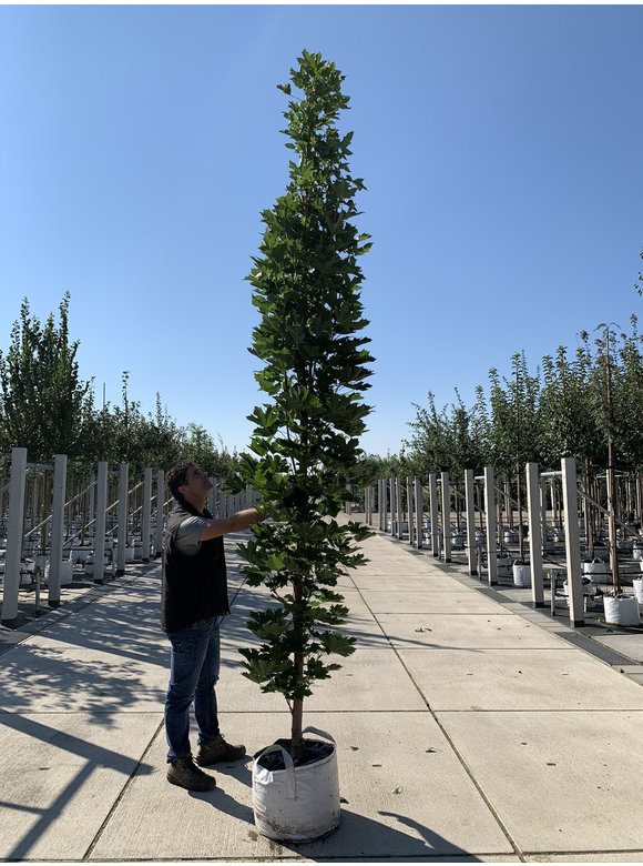 Mauritz-Spitzahorn 'Mauritz Upright'® | Acer platanoides 'Mauritz Upright' ® - Stammbusch Mauritz-Spitzahorn 'Mauritz Upright'® | Acer platanoides 'Mauritz Upright' ® - Stammbusch