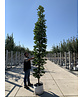 Mauritz-Spitzahorn 'Mauritz Upright'® | Acer platanoides 'Mauritz Upright' ® - Stammbusch