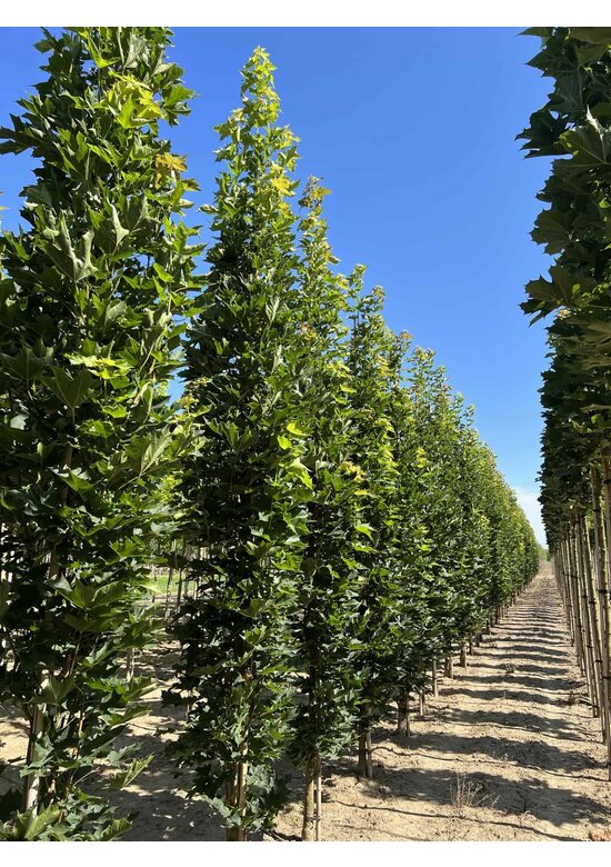 Mauritz-Spitzahorn 'Mauritz Upright'® | Acer platanoides 'Mauritz Upright' ® - Stammbusch