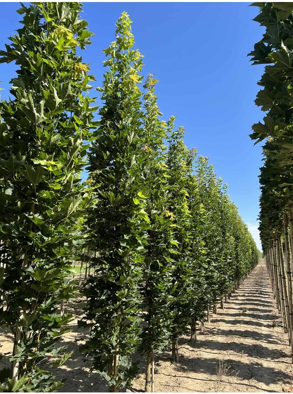 Mauritz-Spitzahorn 'Mauritz Upright'® | Acer platanoides 'Mauritz Upright' ® - Stammbusch Mauritz-Spitzahorn 'Mauritz Upright'® | Acer platanoides 'Mauritz Upright' ® - Stammbusch