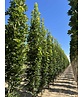 Mauritz-Spitzahorn 'Mauritz Upright'® | Acer platanoides 'Mauritz Upright' ® - Stammbusch