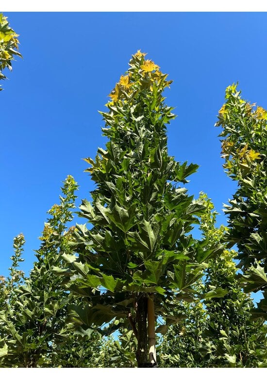 Mauritz-Spitzahorn 'Mauritz Upright'® | Acer platanoides 'Mauritz Upright' ® - Stammbusch