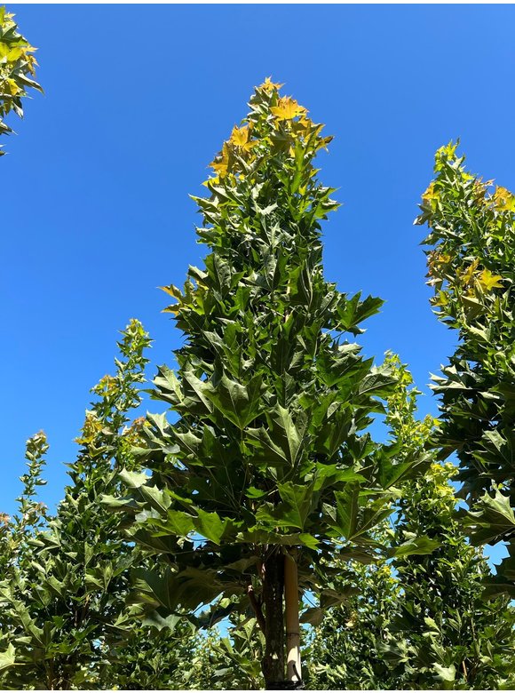 Mauritz-Spitzahorn 'Mauritz Upright'® | Acer platanoides 'Mauritz Upright' ® - Stammbusch Mauritz-Spitzahorn 'Mauritz Upright'® | Acer platanoides 'Mauritz Upright' ® - Stammbusch