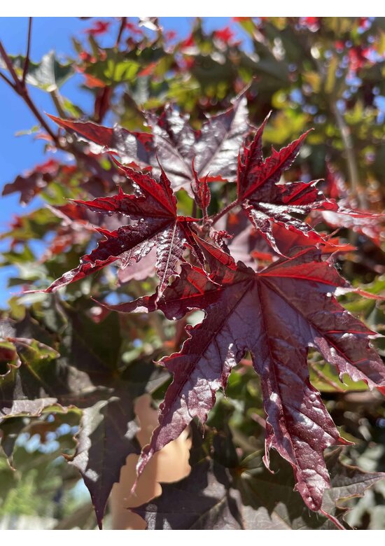 Roter Kugelahorn 'Crimson Sentry' | Acer platanoides 'Crimson Sentry'