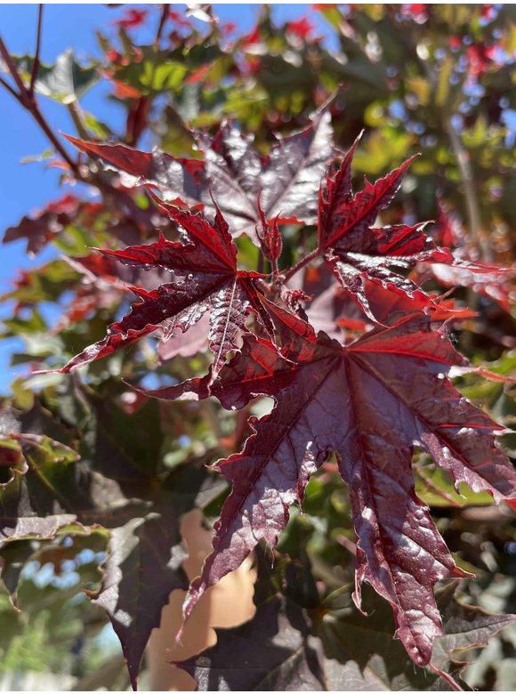 Roter Kugelahorn 'Crimson Sentry' | Acer platanoides 'Crimson Sentry' Roter Kugelahorn 'Crimson Sentry' | Acer platanoides 'Crimson Sentry'