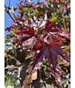 Roter Kugelahorn | Acer platanoides 'Crimson Sentry'