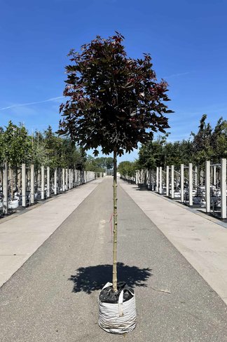 Roter Kugelahorn 'Crimson Sentry' | Acer platanoides 'Crimson Sentry'