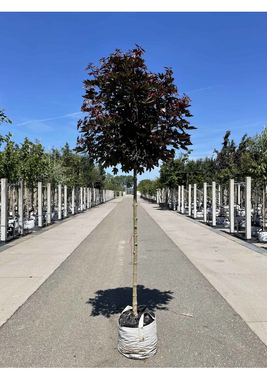 Roter Kugelahorn | Acer platanoides 'Crimson Sentry'