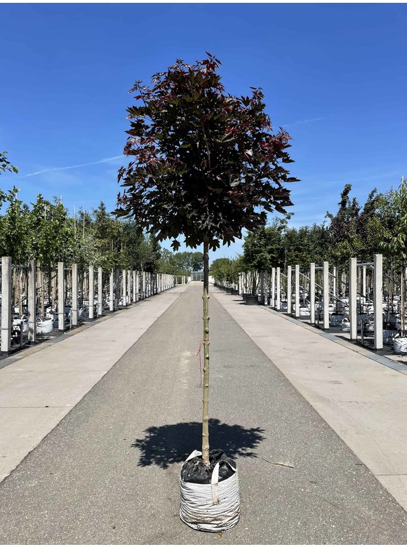 Roter Kugelahorn 'Crimson Sentry' | Acer platanoides 'Crimson Sentry' Roter Kugelahorn 'Crimson Sentry' | Acer platanoides 'Crimson Sentry'