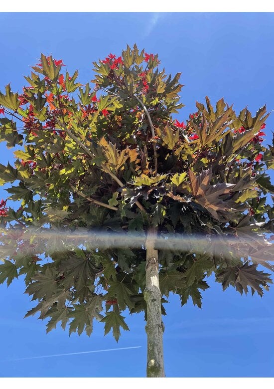 Roter Kugelahorn | Acer platanoides 'Crimson Sentry'