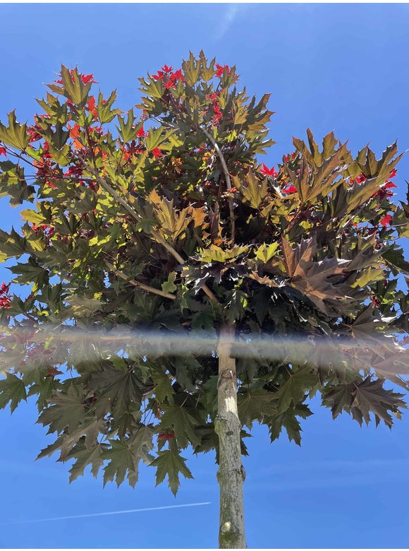 Roter Kugelahorn 'Crimson Sentry' | Acer platanoides 'Crimson Sentry' Roter Kugelahorn 'Crimson Sentry' | Acer platanoides 'Crimson Sentry'