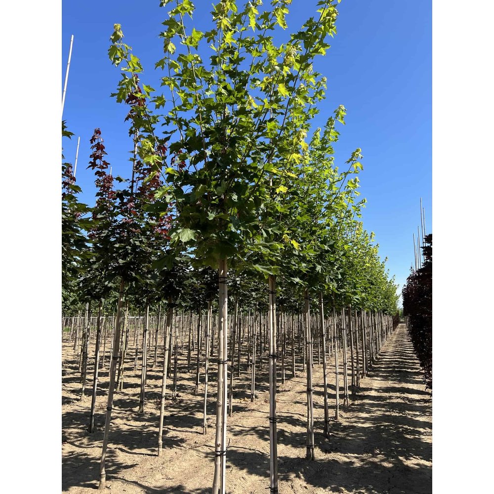 Spitzahorn Allershausen kaufen? Einfach online bestellen Venovi