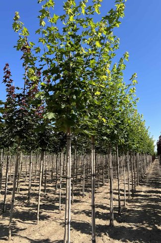 Spitzahorn 'Allershausen' | Acer platanoides 'Allershausen' Spitzahorn 'Allershausen' | Acer platanoides 'Allershausen'