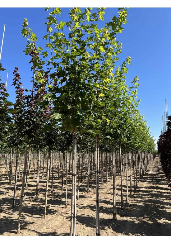 Spitzahorn 'Allershausen' | Acer platanoides 'Allershausen'