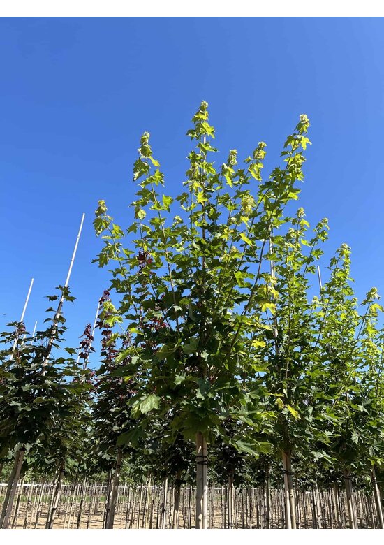 Spitzahorn 'Allershausen' | Acer platanoides 'Allershausen'