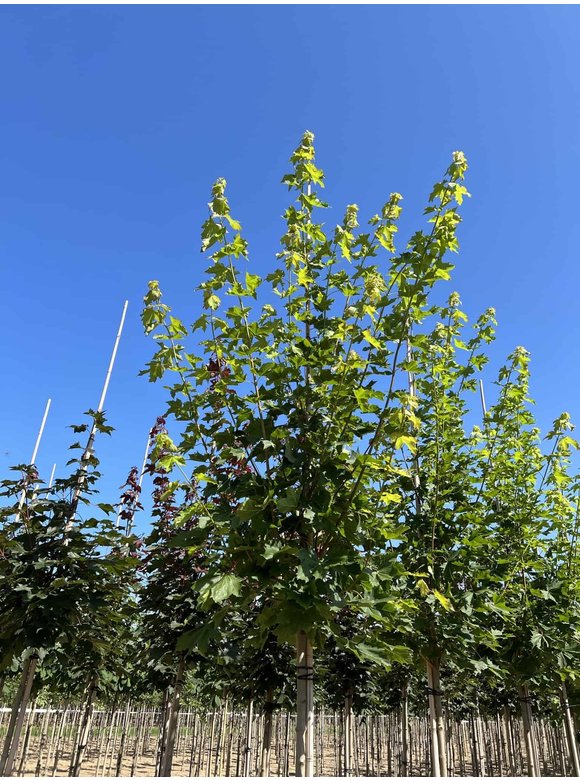 Spitzahorn 'Allershausen' | Acer platanoides 'Allershausen' Spitzahorn 'Allershausen' | Acer platanoides 'Allershausen'