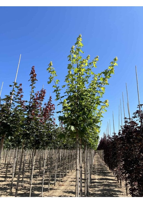 Spitzahorn 'Allershausen' | Acer platanoides 'Allershausen'