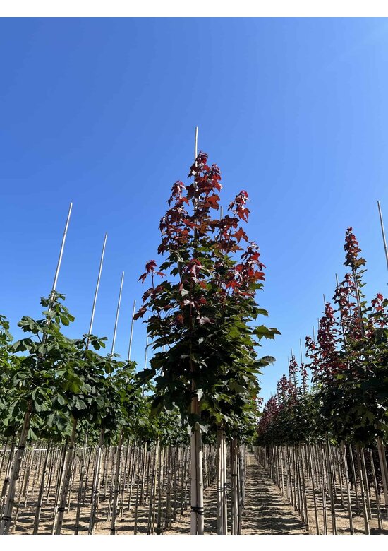 Spitzahorn 'Fairview' | Acer platanoides 'Fairview'