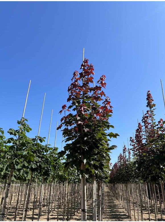 Spitzahorn 'Fairview' | Acer platanoides 'Fairview' Spitzahorn 'Fairview' | Acer platanoides 'Fairview'