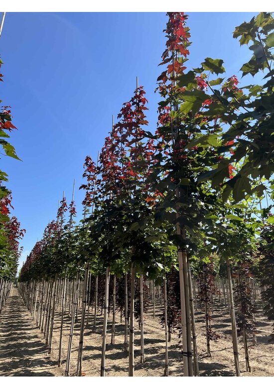 Spitzahorn 'Fairview' | Acer platanoides 'Fairview'