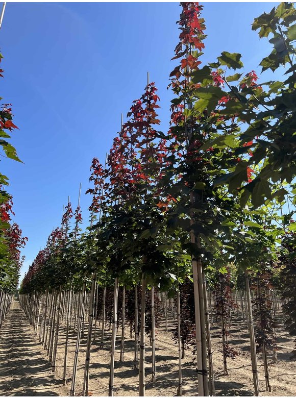 Spitzahorn 'Fairview' | Acer platanoides 'Fairview' Spitzahorn 'Fairview' | Acer platanoides 'Fairview'