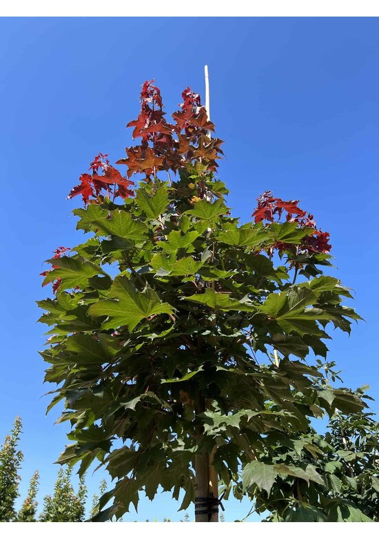 Spitzahorn 'Fairview' | Acer platanoides 'Fairview'