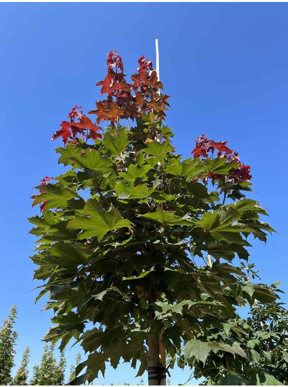 Spitzahorn 'Fairview' | Acer platanoides 'Fairview' Spitzahorn 'Fairview' | Acer platanoides 'Fairview'