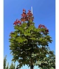 Spitzahorn 'Fairview' | Acer platanoides 'Fairview'