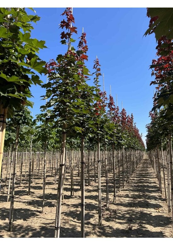 Spitzahorn 'Fairview' | Acer platanoides 'Fairview'