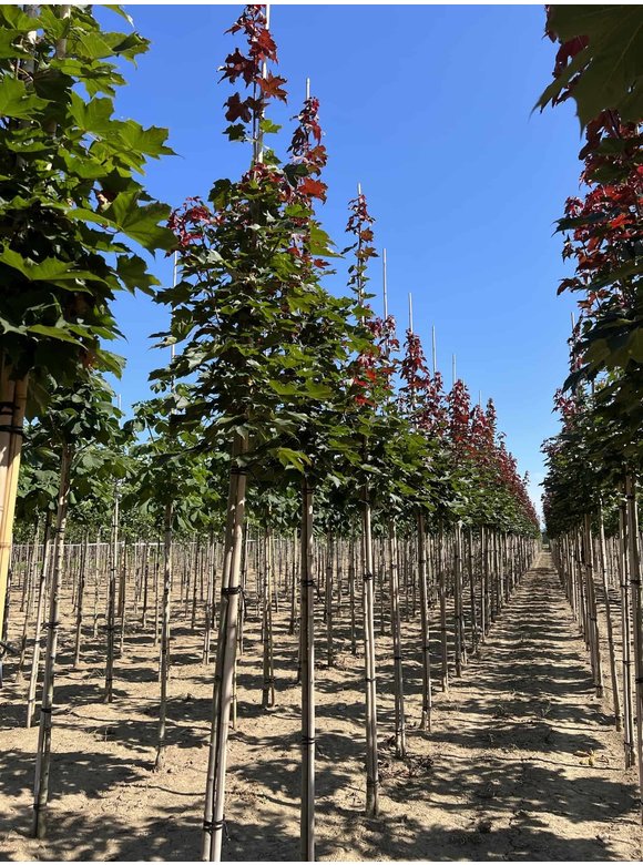 Spitzahorn 'Fairview' | Acer platanoides 'Fairview' Spitzahorn 'Fairview' | Acer platanoides 'Fairview'