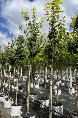 Hainbuchenblättriger Ahorn | Acer carpinifolium