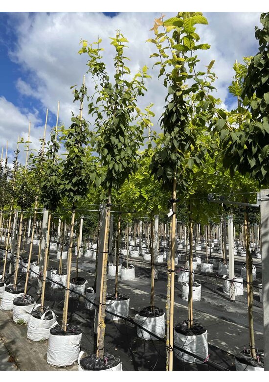 Hainbuchenblättriger Ahorn | Acer carpinifolium