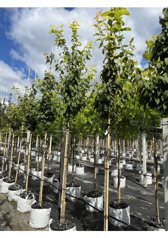 Hainbuchenblättriger Ahorn | Acer carpinifolium