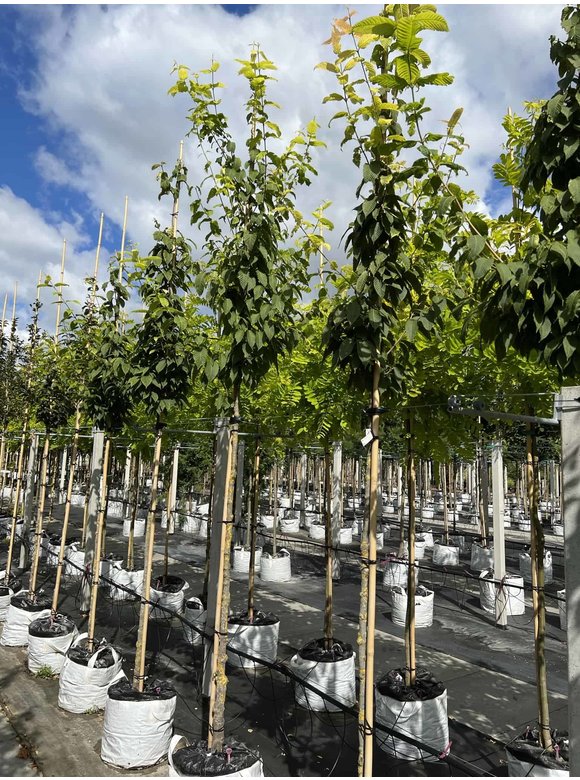 Hainbuchenblättriger Ahorn | Acer carpinifolium Hainbuchenblättriger Ahorn | Acer carpinifolium