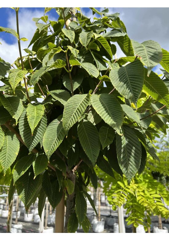 Hainbuchenblättriger Ahorn | Acer carpinifolium
