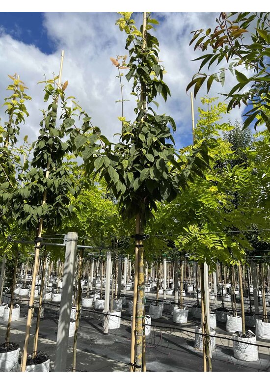 Hainbuchenblättriger Ahorn | Acer carpinifolium