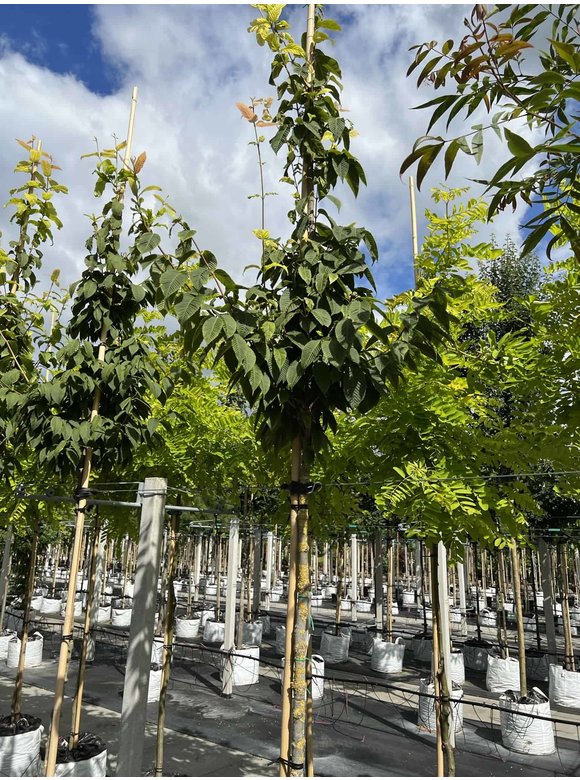 Hainbuchenblättriger Ahorn | Acer carpinifolium Hainbuchenblättriger Ahorn | Acer carpinifolium