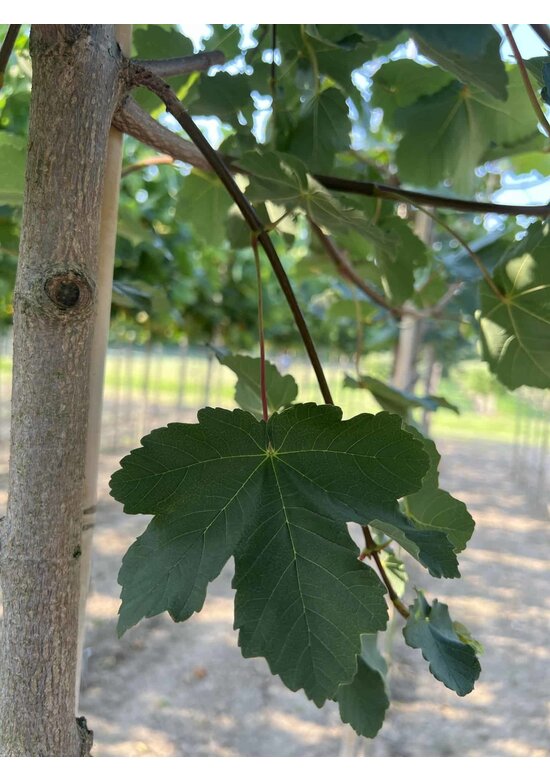 Schneeball Ahorn | Acer opalus Schneeball Ahorn | Acer opalus