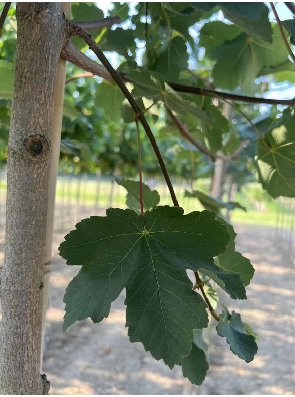Schneeball Ahorn | Acer opalus Schneeball Ahorn | Acer opalus
